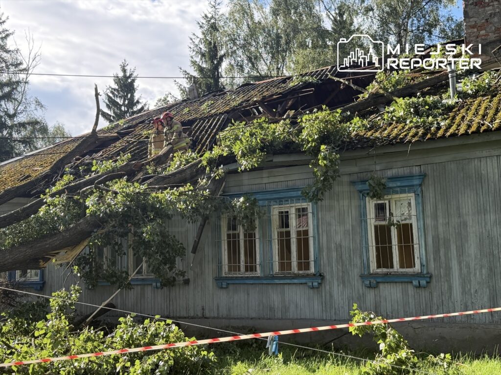 Dwaj strażacy przeszukują uszkodzony dach drewnianego budynku, na który runęła topola, otoczeni przez gałęzie.
