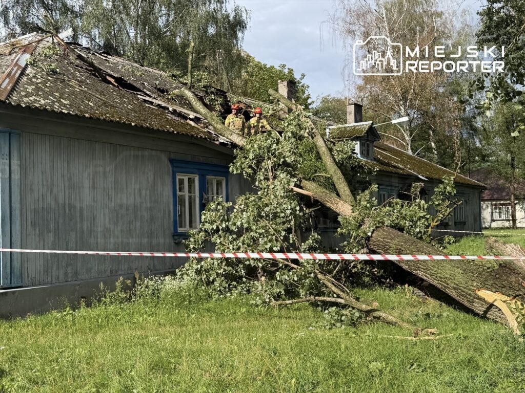 Strażacy usuwają powalony pień topoli z dachu drewnianego domu, w otoczeniu zieleni i zabezpieczonej taśmą przestrzeni.