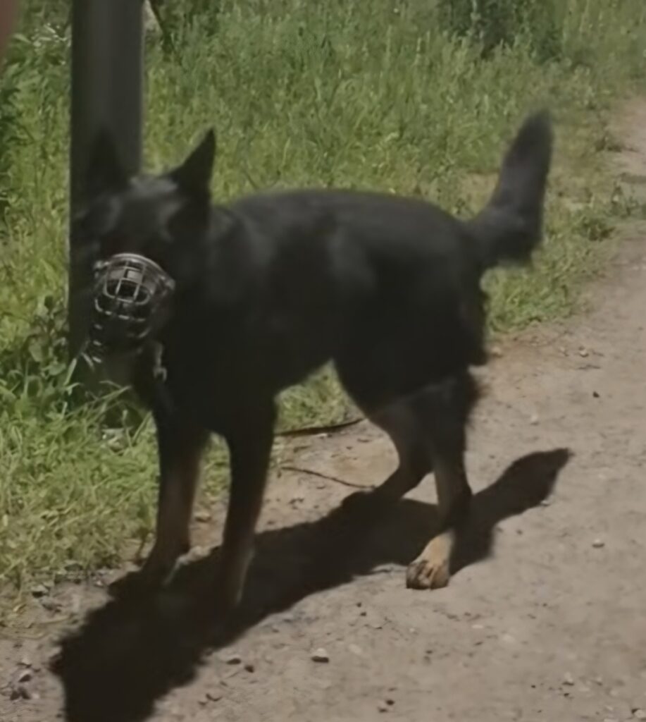 Czarny pies w kagańcu stoi na ścieżce otoczonej zieloną trawą.
