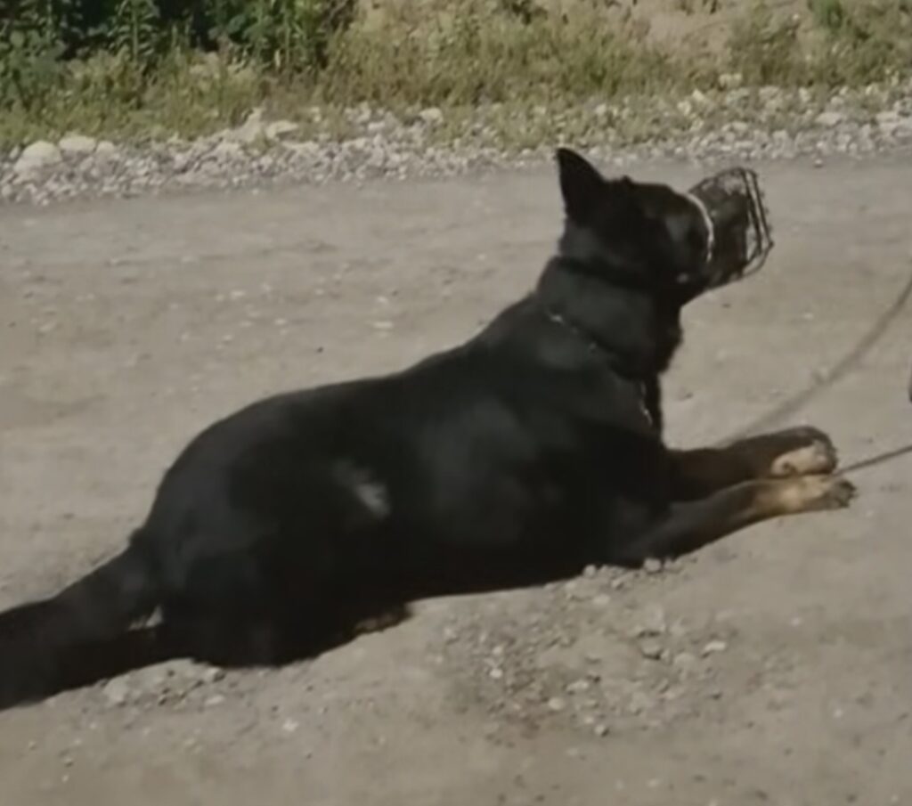 Czarny pies na smyczy leży na żwirowej ścieżce, nosząc kaganiec. W tle widać zieleń i ziemię.