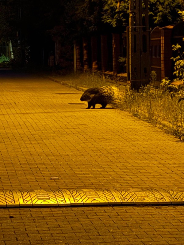 Jeż porusza się po oświetlonej ulicy w nocy, w otoczeniu zieleni i ogrodzenia.