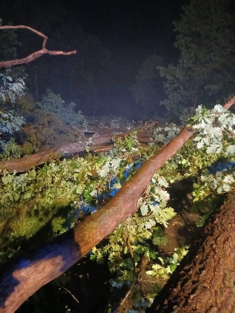 Połamane gałęzie i powalone drzewa leżą na ziemi w ciemnym lesie po nocnej nawałnicy, tworząc tragiczny widok.