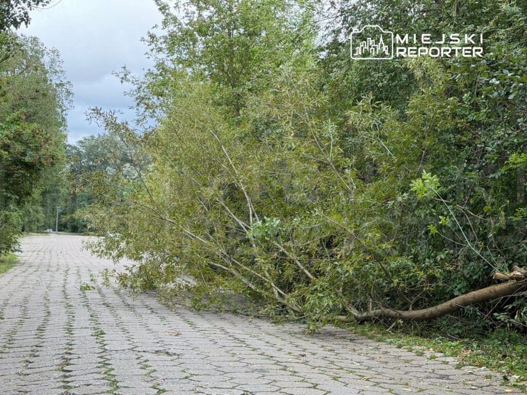 Złamane drzewo leży na wybrukowanej ścieżce w otoczeniu zieleni, przy pochmurnym niebie.