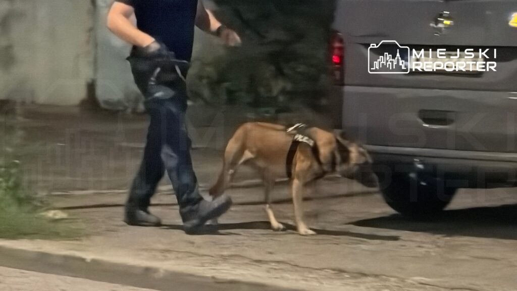 Policjant w mundurze prowadzi psa w obroży patrolowej na oświetlonej ulicy.