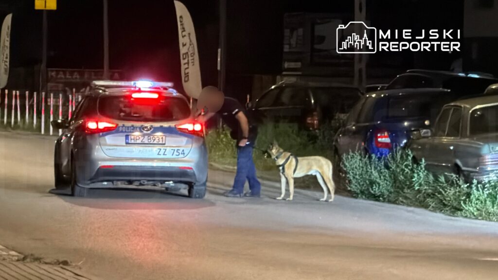 Policjant sprawdzający bagażnik samochodu przy użyciu psa patrolowego na oświetlonej ulicy nocą.