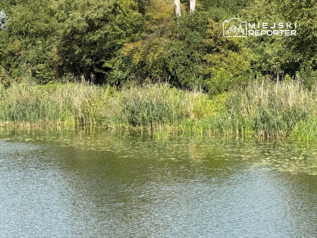 Zielone zarośla i trawy rosnące wzdłuż spokojnej tafli wody, otoczone drzewami i roślinnością.