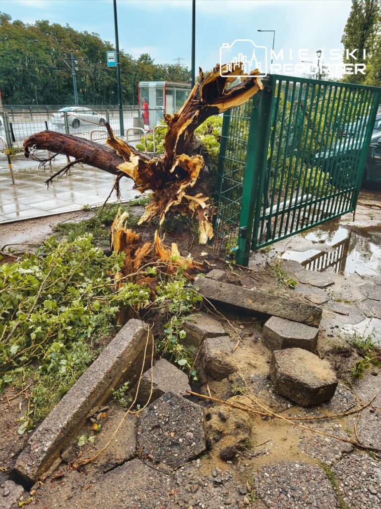 Wysoki pień powalonego drzewa leży obok metalowej bramy, otoczony gałęziami i uszkodzonymi kostkami brukowymi.