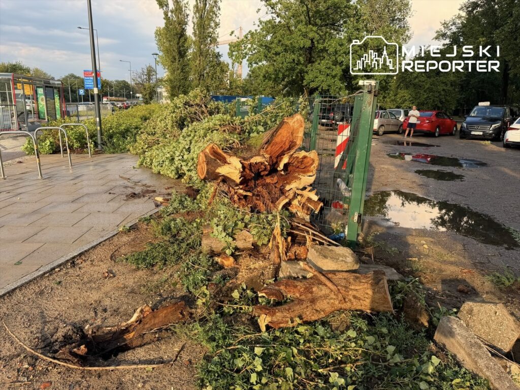 Powalony pień drzewa z gałęziami leży na chodniku obok przystanku autobusowego, w tle widoczne samochody.