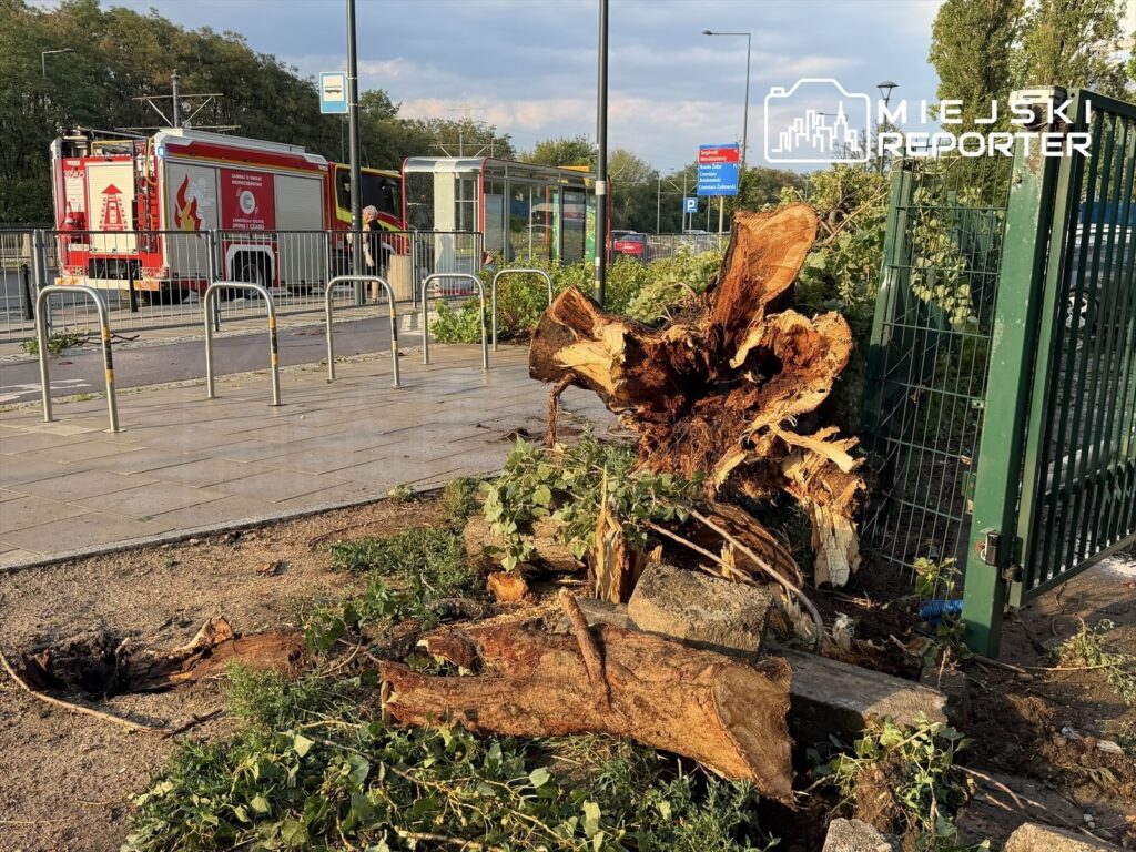 Powalony pień drzewa leży na chodniku, obok strażacki wóz oraz zarośla. W tle widać przystanek autobusowy.