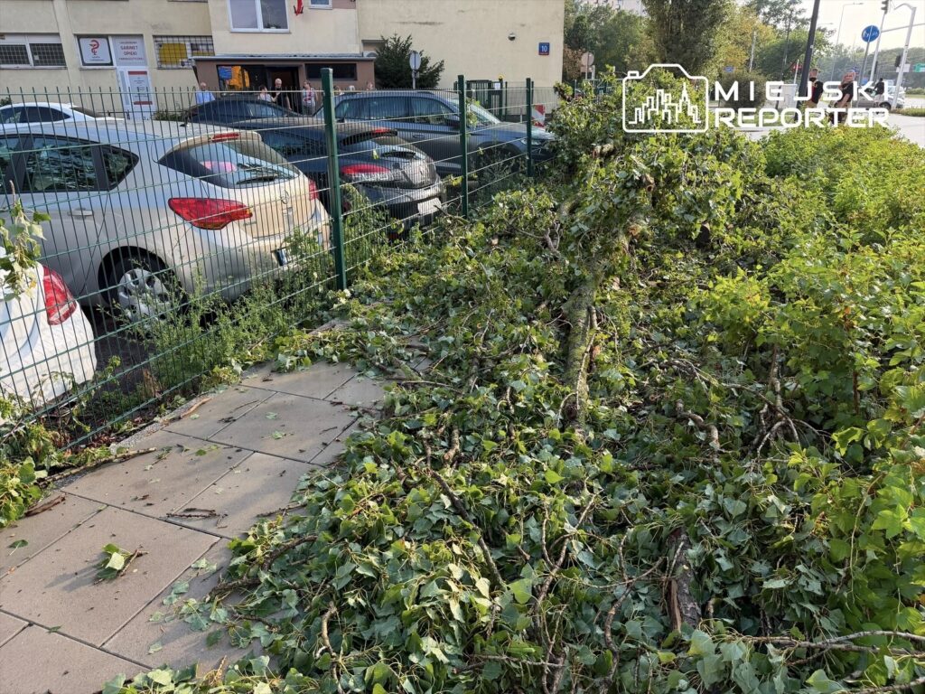 Zarośnięta przestrzeń przy parkingu, na którym leżą gałęzie i liście, obok zaparkowanych samochodów.