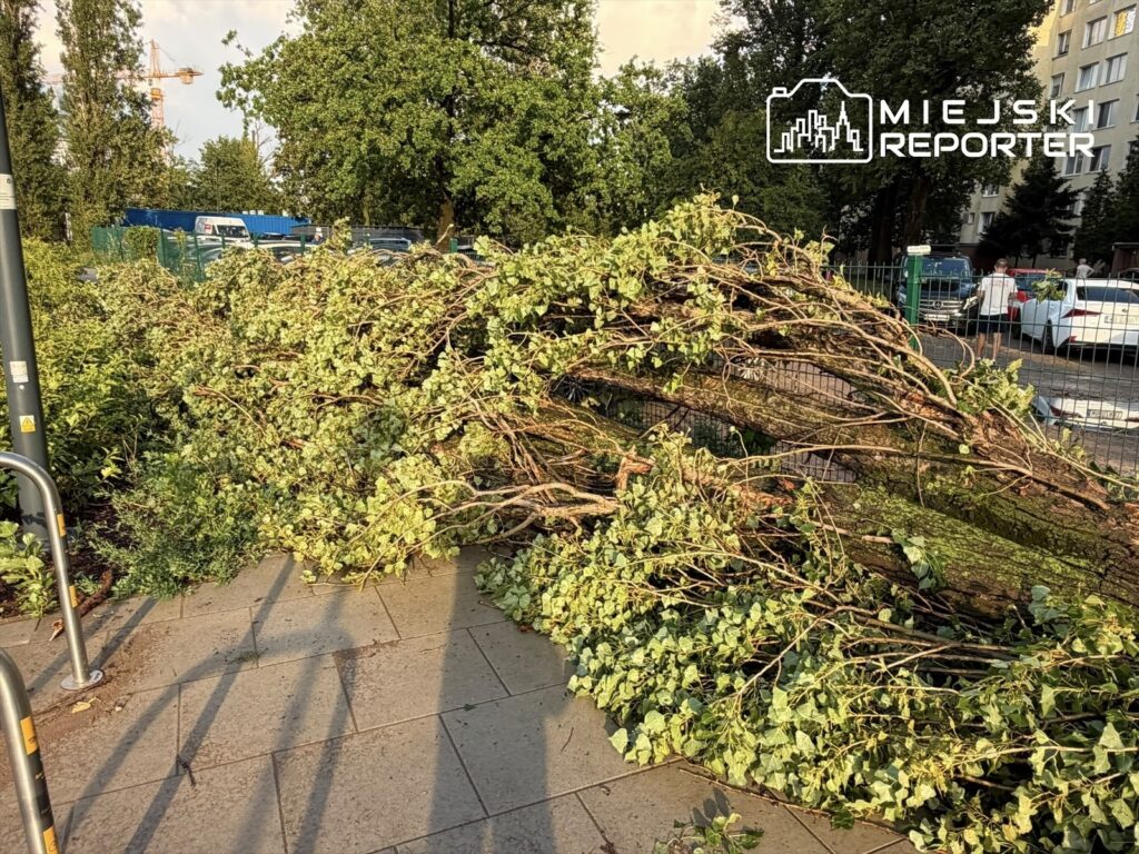 Złamane gałęzie drzew leżą na chodniku w miejskim otoczeniu, w tle widać samochody i budynki.