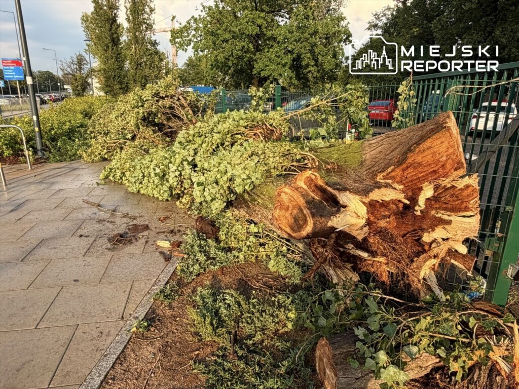 Wywrócone drzewo z rozłożonymi gałęziami leży na chodniku, obok zielonego płotu i parkingu.