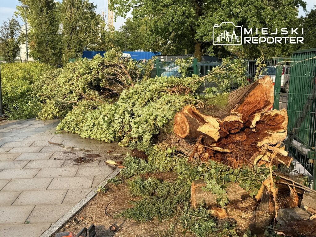 Złamane konary i ścięte pnie drzew leżą na chodniku, otoczone zielenią i ogrodzeniem.