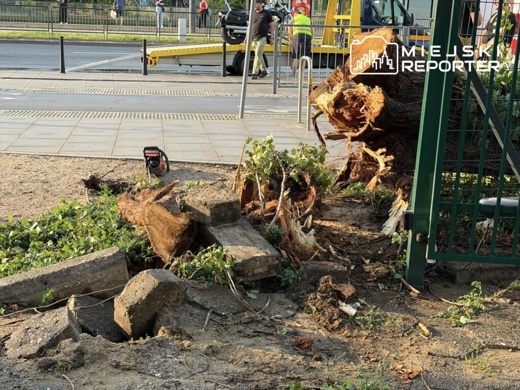 Złamany pień drzewa leży na ziemi obok usuniętych betonowych bloków, a w tle widać pracowników oraz sprzęt budowlany.