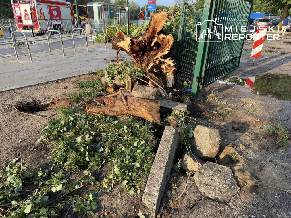 Wielka kłoda powalona na ziemi obok ogrodzenia, z rozrzuconymi gałęziami i liśćmi w otoczeniu. W tle widać wóz strażacki.