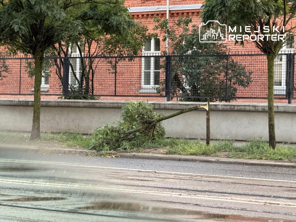 Powalone drzewo leży na trawniku obok betonowego ogrodzenia, w tle czerwony budynek. Burza spowodowała zniszczenia.