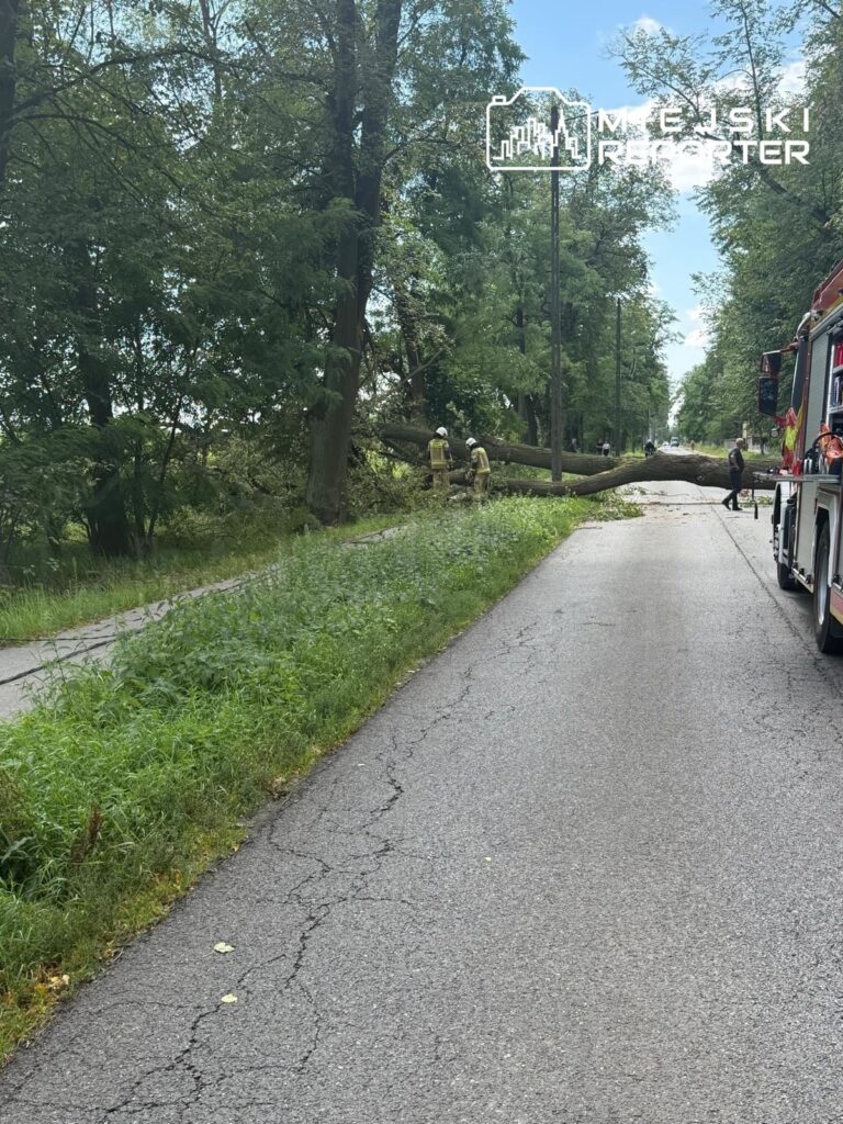 Strażacy usuwają powalony na drogę pień drzewa w otoczeniu zieleni i drzew, obok stoi wóz strażacki.
