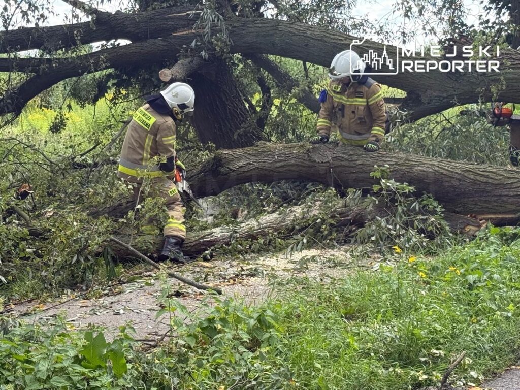 Dwaj strażacy w hełmach i mundurach pracują z piłą łańcuchową nad powalonym drzewem w zarośniętym terenie.