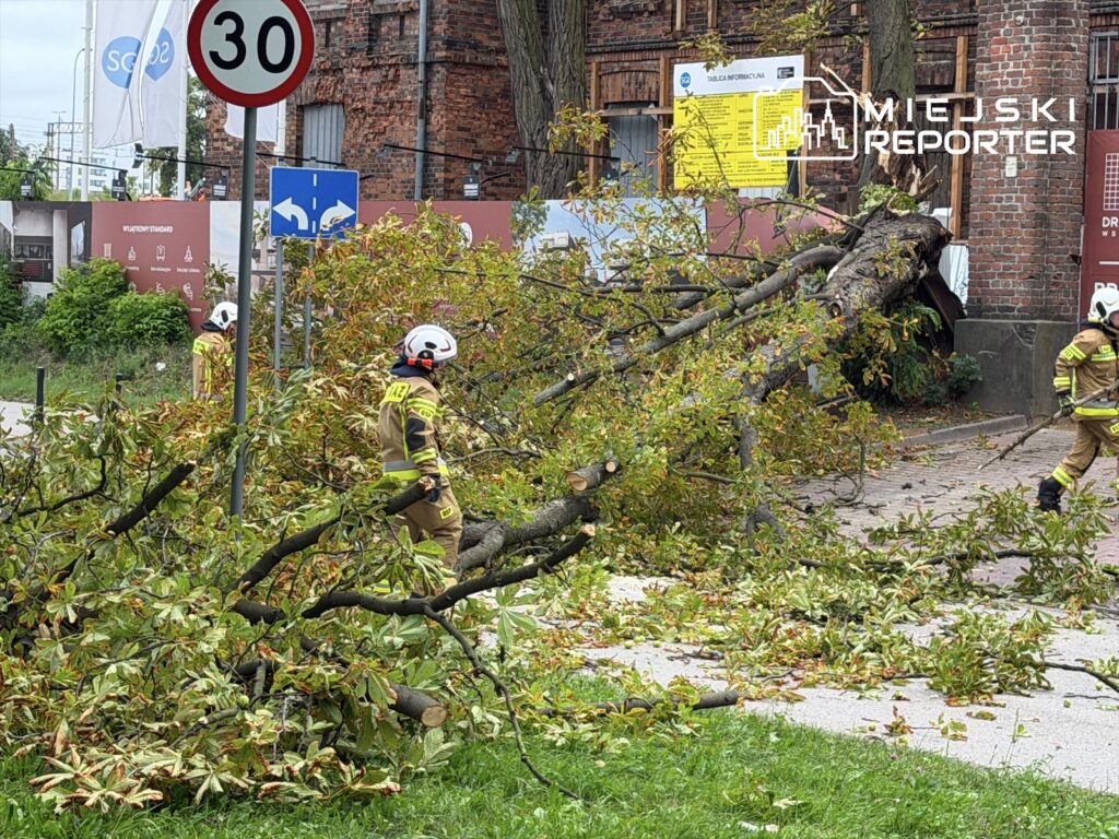Strażacy usuwają powalony konar drzewa na ulicy, obok znaku drogowym z ograniczeniem prędkości do 30 km/h.
