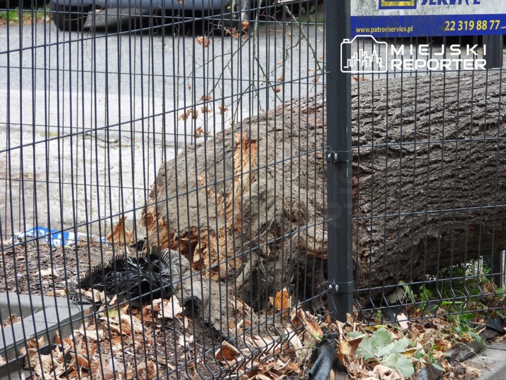 Wyrwane drzewo leży na ziemi obok ogrodzenia, w tle widoczne są dwa zaparkowane samochody.
