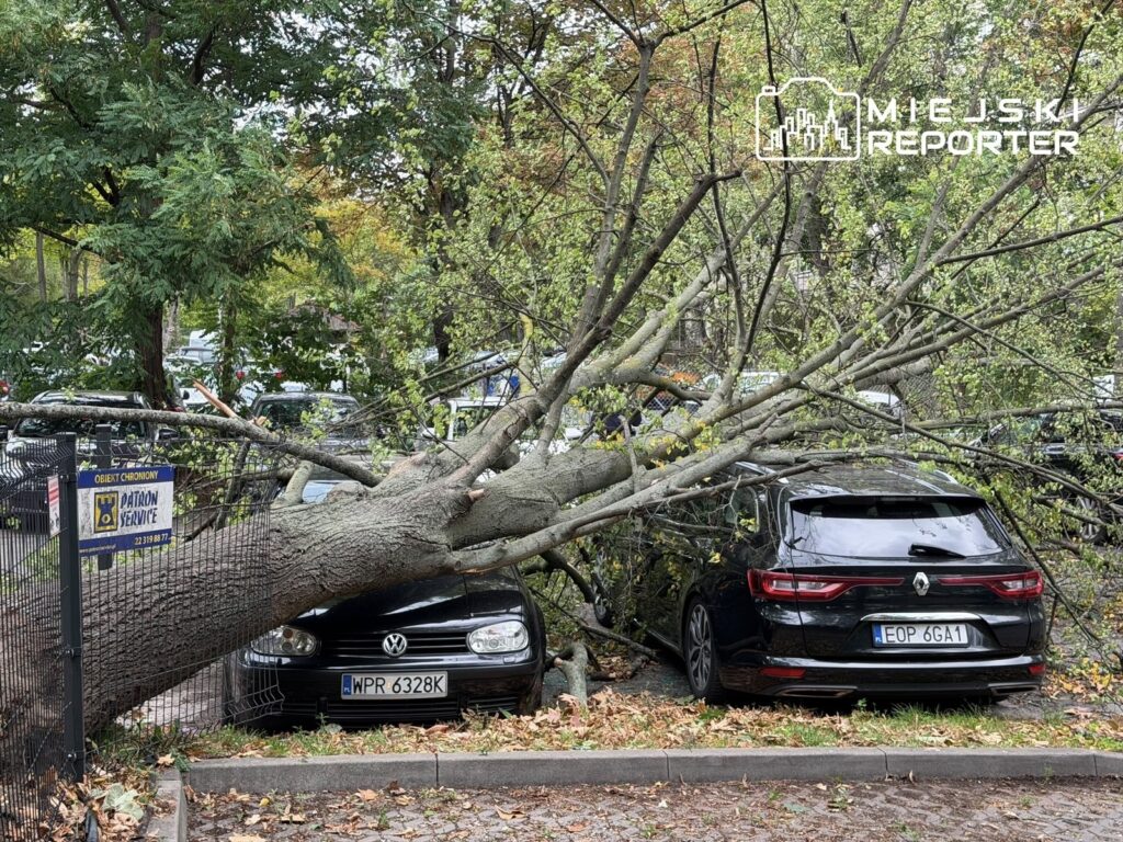 Wielka gałąź spadła na dwa zaparkowane samochody w zadrzewionym parkingu, otoczonym przez inne pojazdy.