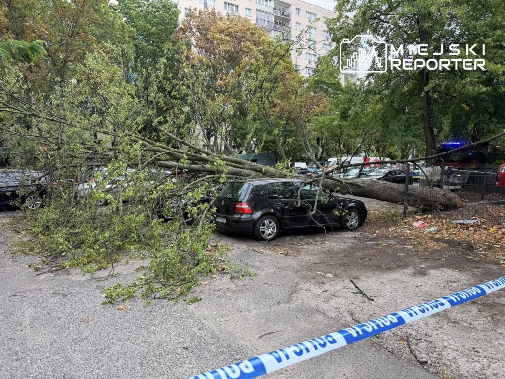 Wyrwane drzewo leży na dwóch zaparkowanych samochodach na parkingu, otoczone przez inne pojazdy.