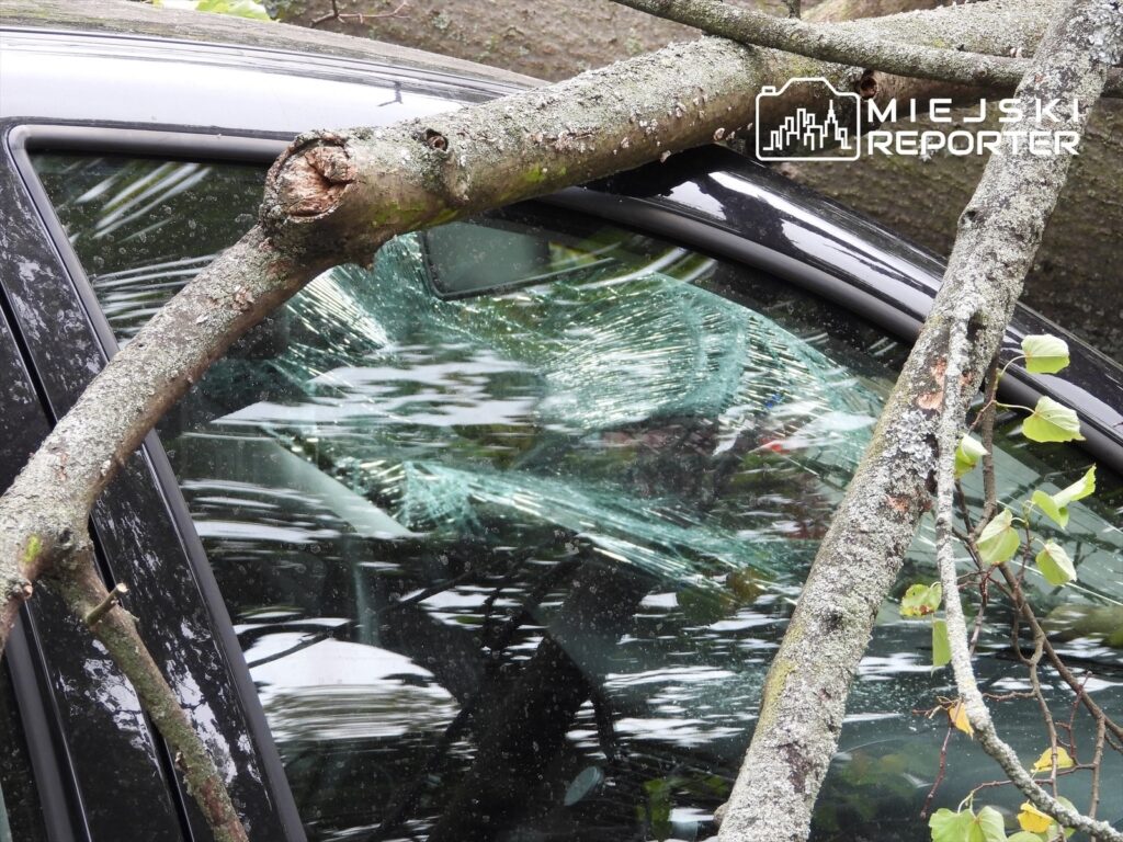 Gałąź drzewa opiera się na uszkodzonej szybie czarnego samochodu parkującego pod drzewem.