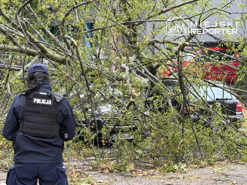 Policjant w kamizelce ochronnej obserwuje powalone drzewo, które przygniotło dwa zaparkowane samochody.