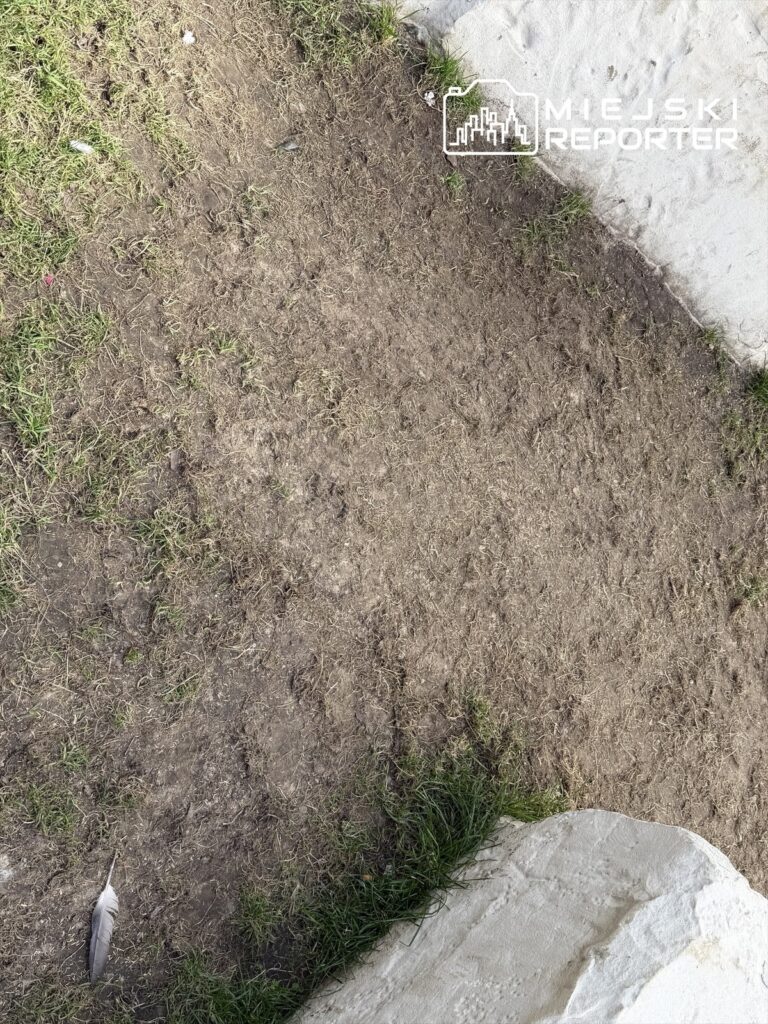 Słaba trawa i brązowa gleba obok białego kamienia na nowym deptaku, z piórem leżącym na ziemi.