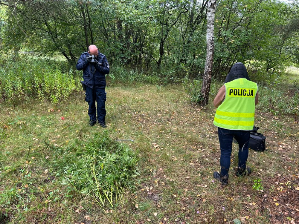 Policjant dokumentujący dowody w lesie, obok rosnących roślin konopi. Funkcjonariusz w kamizelce z napisem "POLICJA".