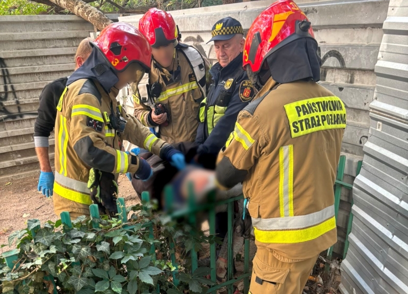 Czterech strażaków w hełmach i mundurach bada sytuację w zaroślach obok ogrodzenia, a obok stoi policjant.