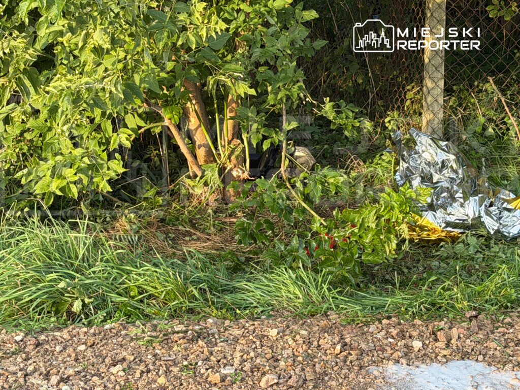 Zarośla z drzewami i krzewami, wśród których leży srebrny materiał oraz fragmenty ubrań.