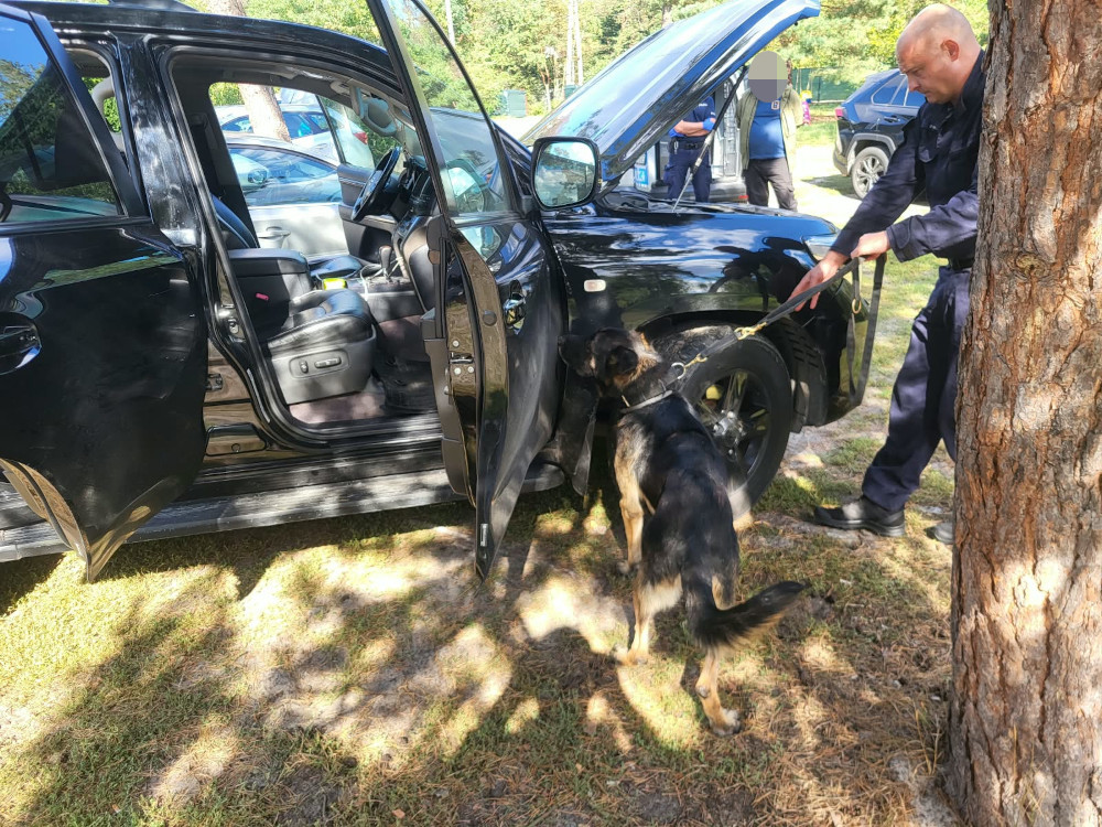 Funkcjonariusz prowadzi psa służbowego na smyczy przy otwartych drzwiach czarnego samochodu na leśnym parkingu.