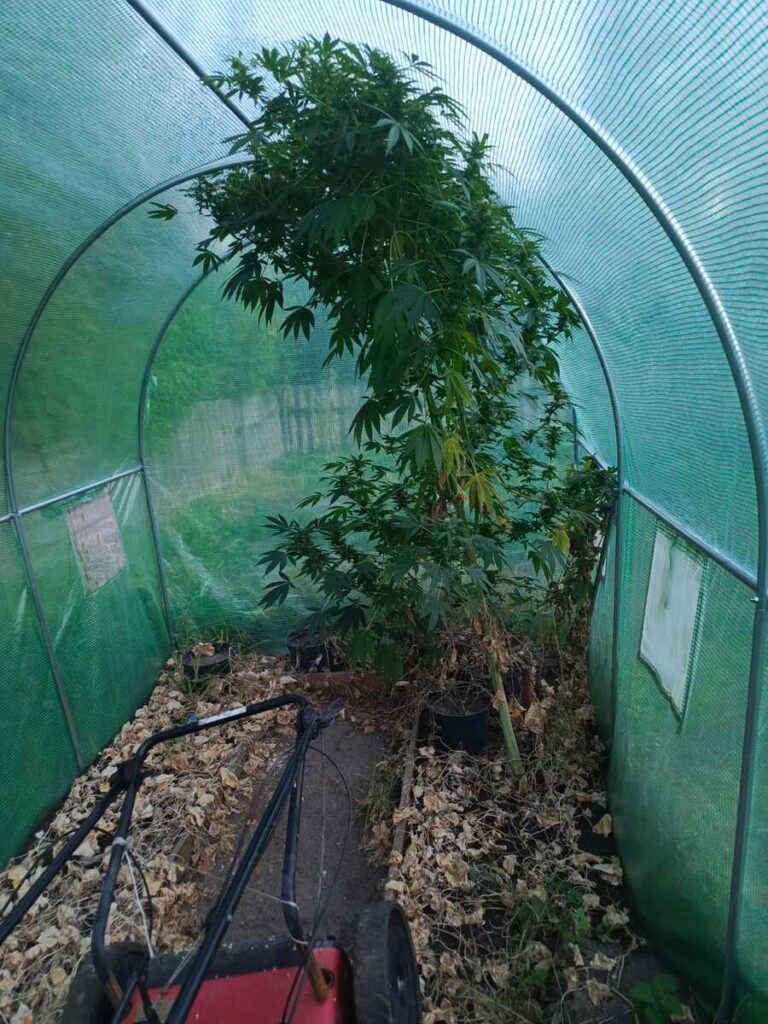 Wysoki krzak konopi rośnie w donicy w tunelu ogrodowym, obok leży kosiarka spalinowa.