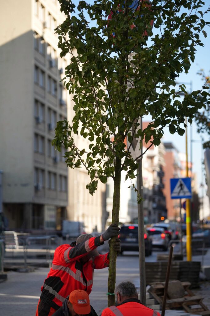 Pracownicy w odblaskowych strojach sadzą młode drzewo przy miejskiej ulicy, wśród zabudowy i samochodów.