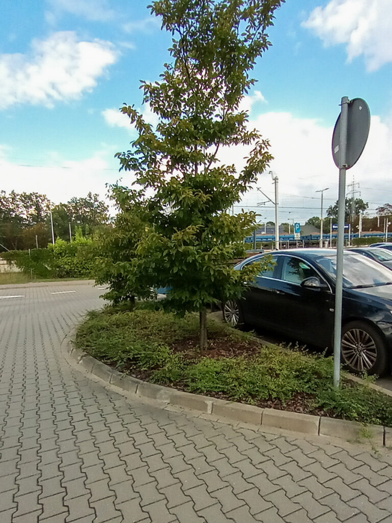 Drzewo i niskie krzewy rosną na wysepce między samochodami na parkingu z kostki brukowej.