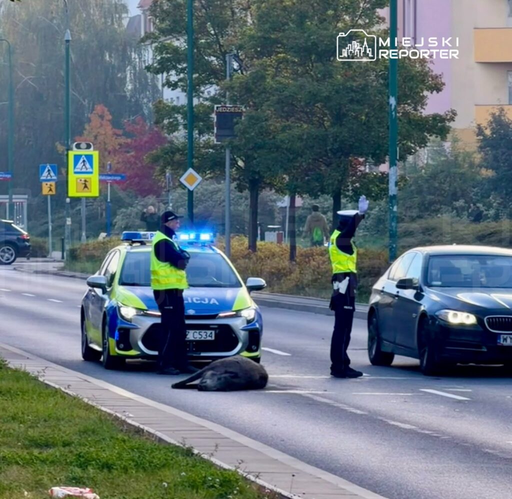 Policjanci kierują ruchem przy leżącym na jezdni dziku, obok radiowozu z włączonymi światłami i samochodu osobowego.